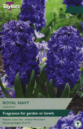 HYACINTH ROYAL NAVY