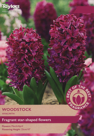 HYACINTH WOODSTOCK