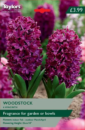 HYACINTH WOODSTOCK