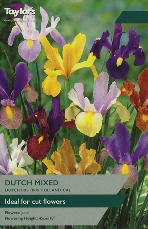 IRIS DUTCH MIXED