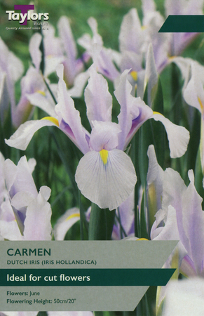 IRIS HOLLANDICA CARMEN