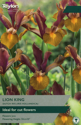 IRIS HOLLANDICA LION KING