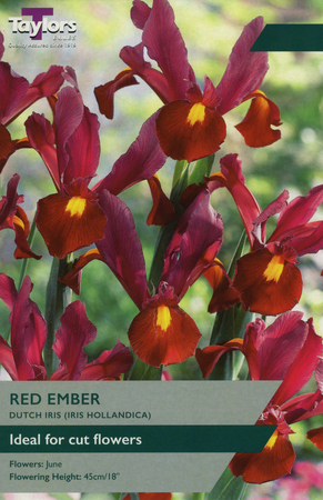 IRIS HOLLANDICA RED EMBER