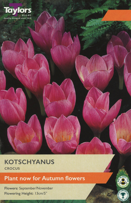 KOTSCHYANUS