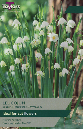 LEUCOJUM AESTIVUM