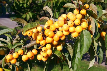 MALUS 'GOLDEN HORNET'