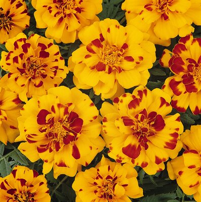 MARIGOLD 'DURANGO BOLERO' - image 1