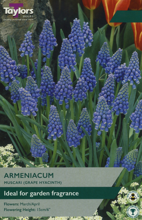 MUSCARI ARMENIACUM