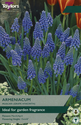 MUSCARI ARMENIACUM