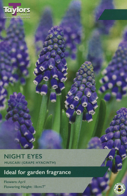 MUSCARI NIGHT EYES