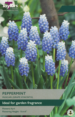 MUSCARI PEPPERMINT