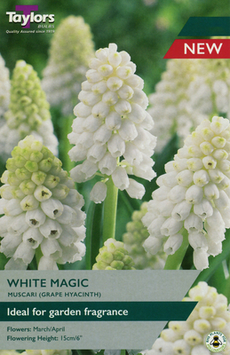 MUSCARI WHITE MAGIC