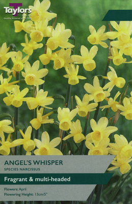 NARCISSI ANGEL'S WHISPER