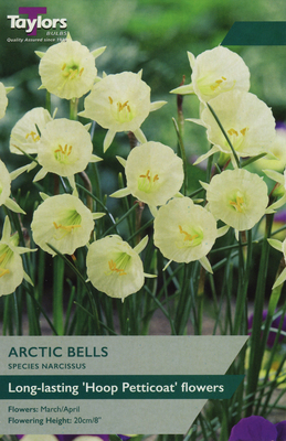 NARCISSI ARCTIC BELLS