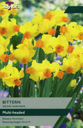 NARCISSI BITTERN