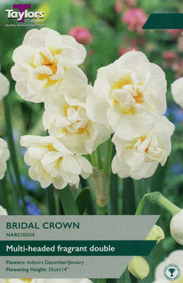 NARCISSI BRIDAL CROWN