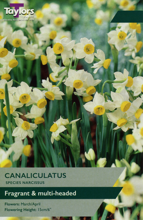 NARCISSI CANALICULATUS