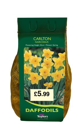 NARCISSI CARLTON CARRI-PACK - "UK DAFFODIL OF THE YEAR"