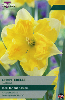 NARCISSI CHANTERELLE