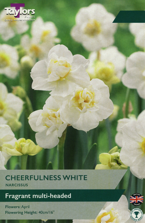 NARCISSI CHEERFULNESS WHITE