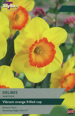 NARCISSI DELIBES