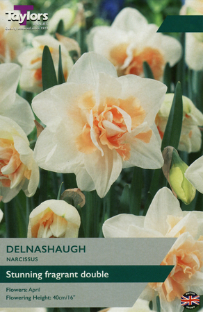 NARCISSI DELNASHAUGH