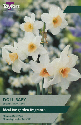 NARCISSI DOLL BABY