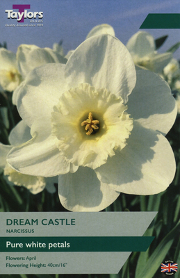 NARCISSI DREAM CASTLE