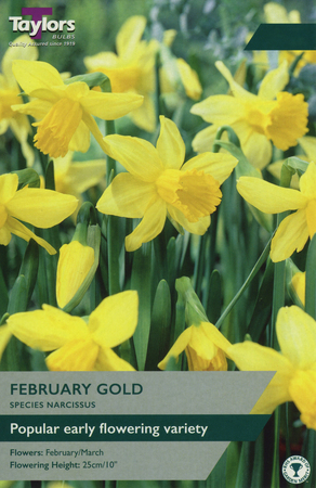 NARCISSI FEBRUARY GOLD