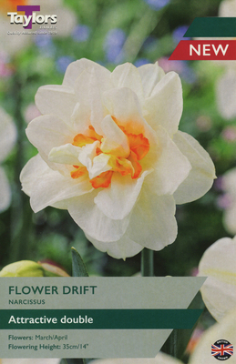 NARCISSI FLOWER DRIFT