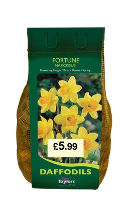 NARCISSI FORTUNE CARRI-PACK