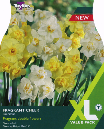 NARCISSI FRAGRANT CHEER