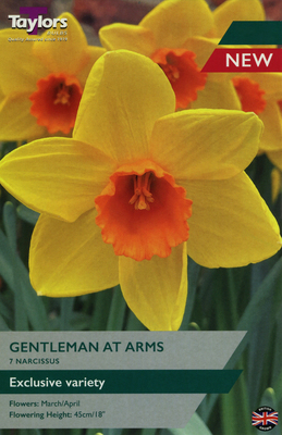 NARCISSI GENTLEMAN AT ARMS