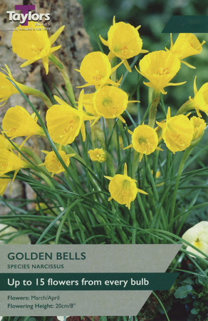 NARCISSI GOLDEN BELLS