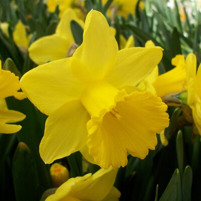 NARCISSI GOLDEN TRUMPETS