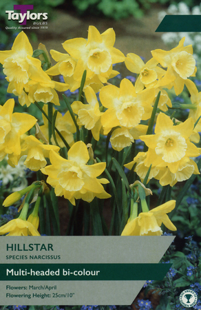 NARCISSI HILLSTAR