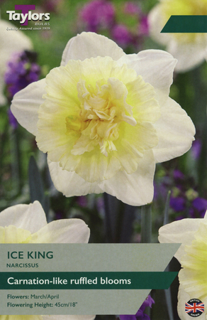 NARCISSI ICE KING