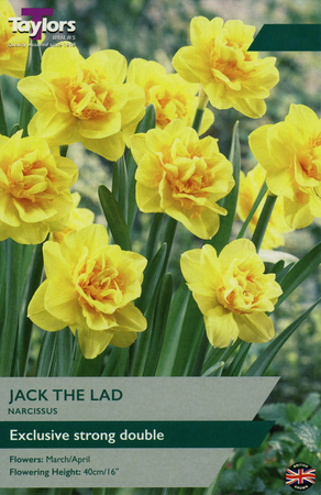 NARCISSI JACK THE LAD