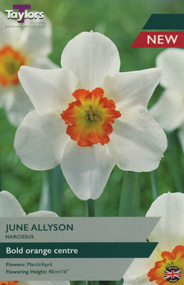 NARCISSI JUNE ALLYSON