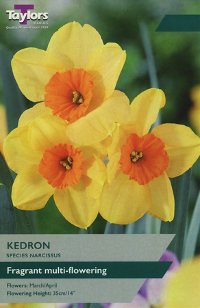 NARCISSI KEDRON