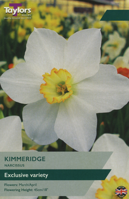 NARCISSI KIMMERIDGE