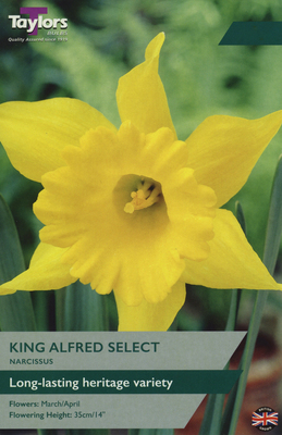 NARCISSI KING ALFRED SELECT