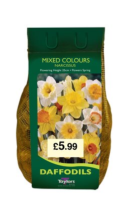 NARCISSI MIXED COLOURS CARRI-PACK