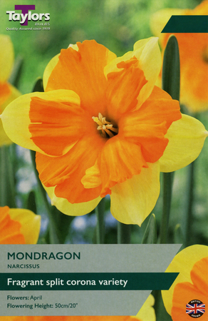 NARCISSI MONDRAGON