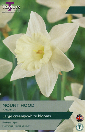 NARCISSI MOUNT HOOD