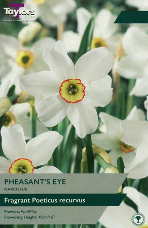 NARCISSI PHEASANT'S EYE