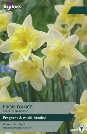 NARCISSI PROM DANCE