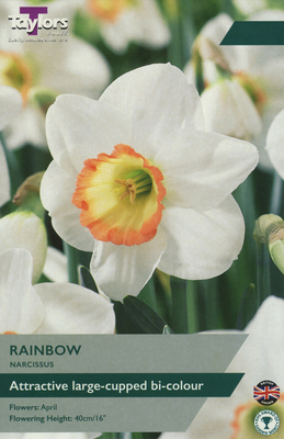 NARCISSI RAINBOW