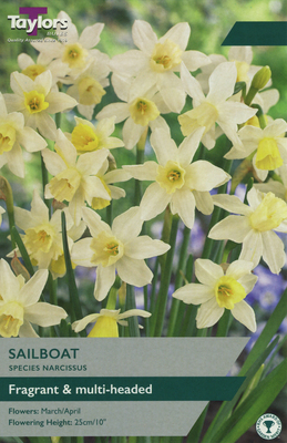 NARCISSI SAILBOAT