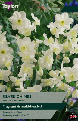 NARCISSI SILVER CHIMES